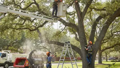 Arbor Tree Care pruning trees in Bellevue, NE for safer, healthier growth