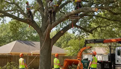 Bellevue, NE tree service crew removing a hazardous tree safely